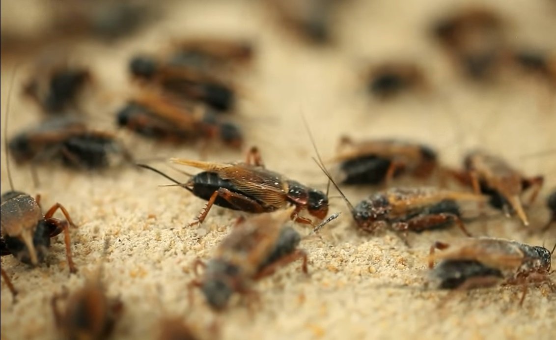 Global Insect Protein Market Analysis Global Insect Protein Market Analysis