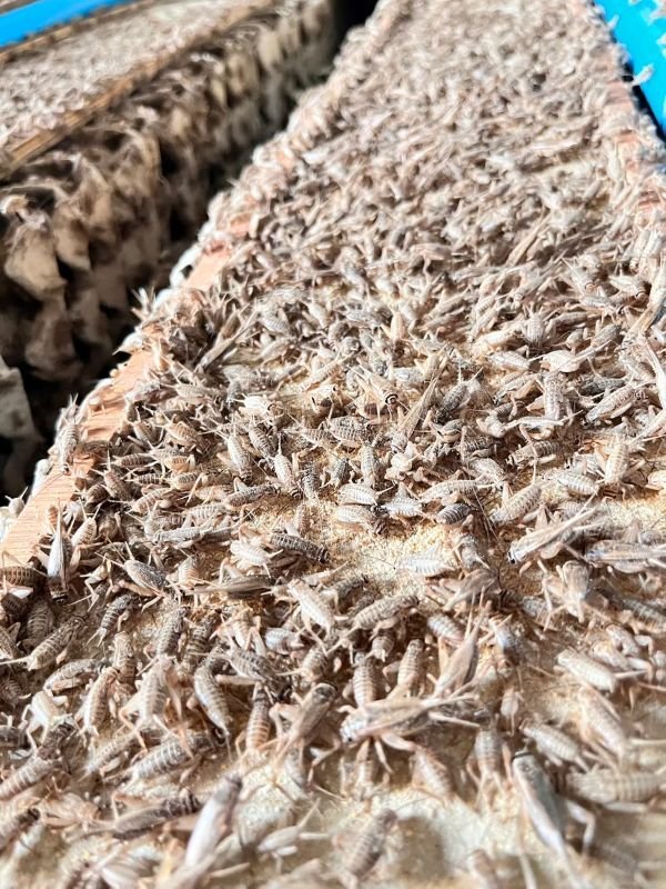 Edible insects trends. Edible insects trends.