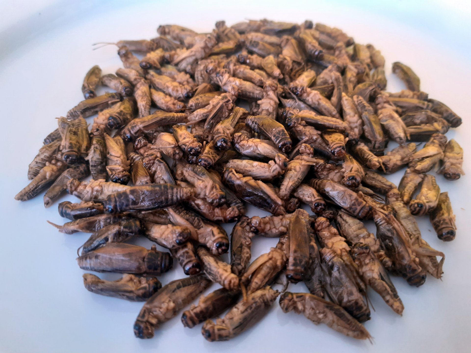 Food safety aspects of edible insects outlined in new publication