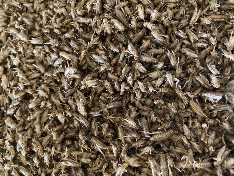 Insect protein has great potential to reduce the carbon footprint of European consumers.