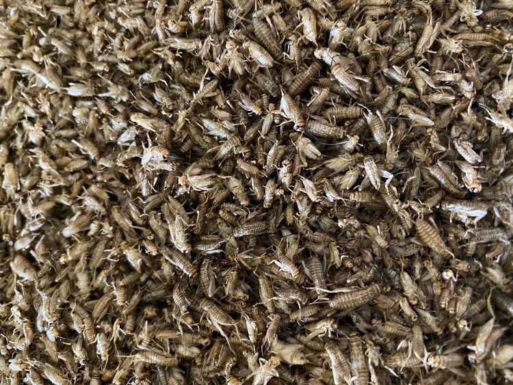 Insect protein has great potential to reduce the carbon footprint of European consumers. Insect protein has great potential to reduce the carbon footprint of European consumers.