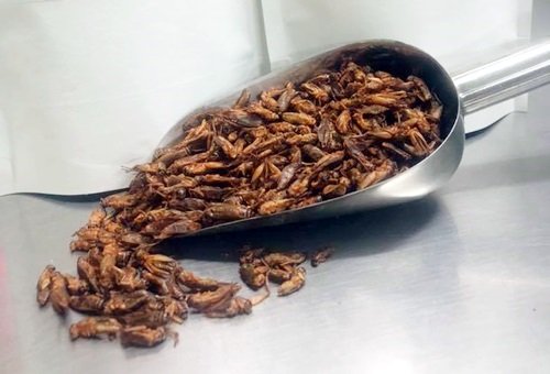 Eating insects could improve your health, new data suggest Eating insects could improve your health, new data suggest