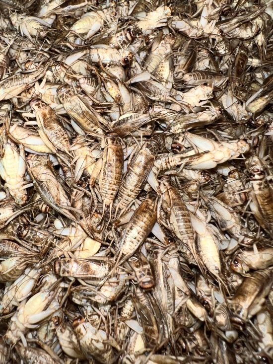 Why are crickets a good source of protein?