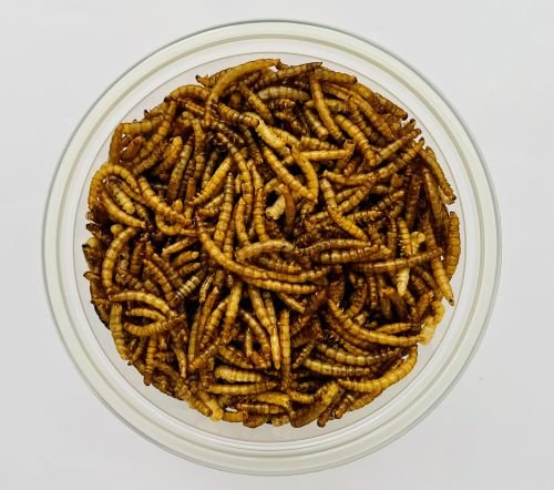 What Are the Health Benefits of Mealworms?