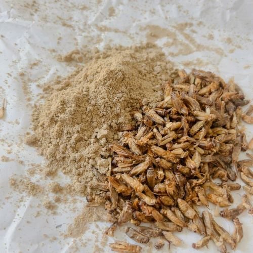 Cricket Allergy Cricket Allergy