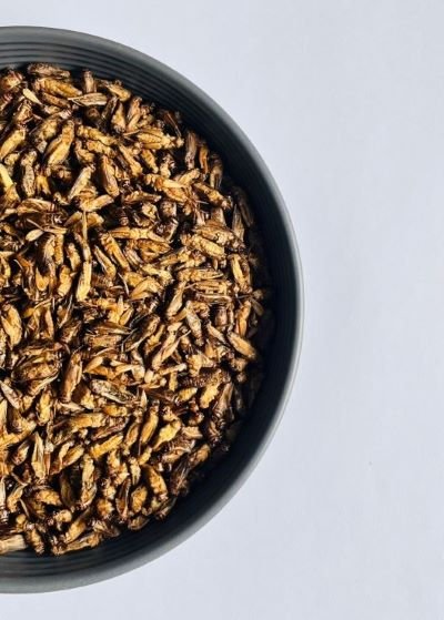Prospects for insects as human food