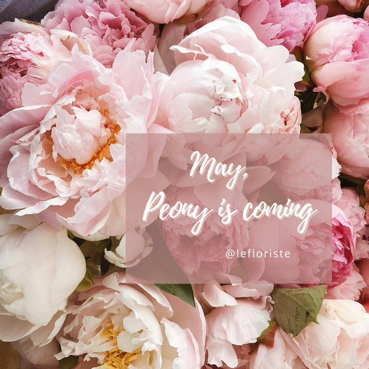 peony, pink peony, โบตั๋น, เพียนี่, เพียวนี่, เลอเฟอริส, lefloriste, ร้านดอกไม้, flower delivery