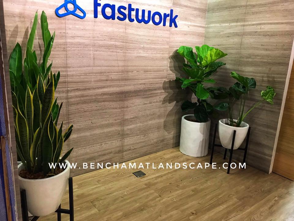 ต้นไม้ภายในอาคาร บริษัทFastwork