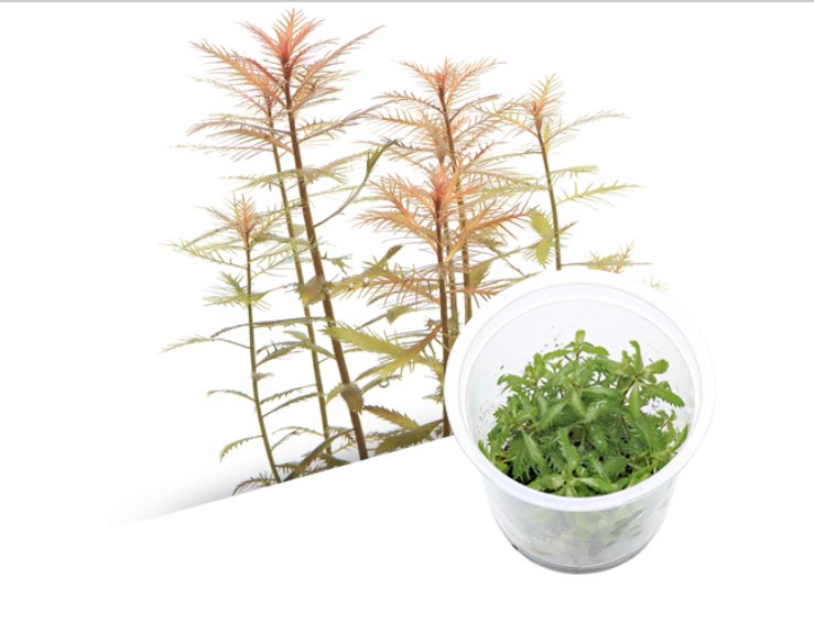 IC808 ADA Tissue Culture - Peacock Moss (Taxiphyllum sp. 'Peacock) (cup  size: short)