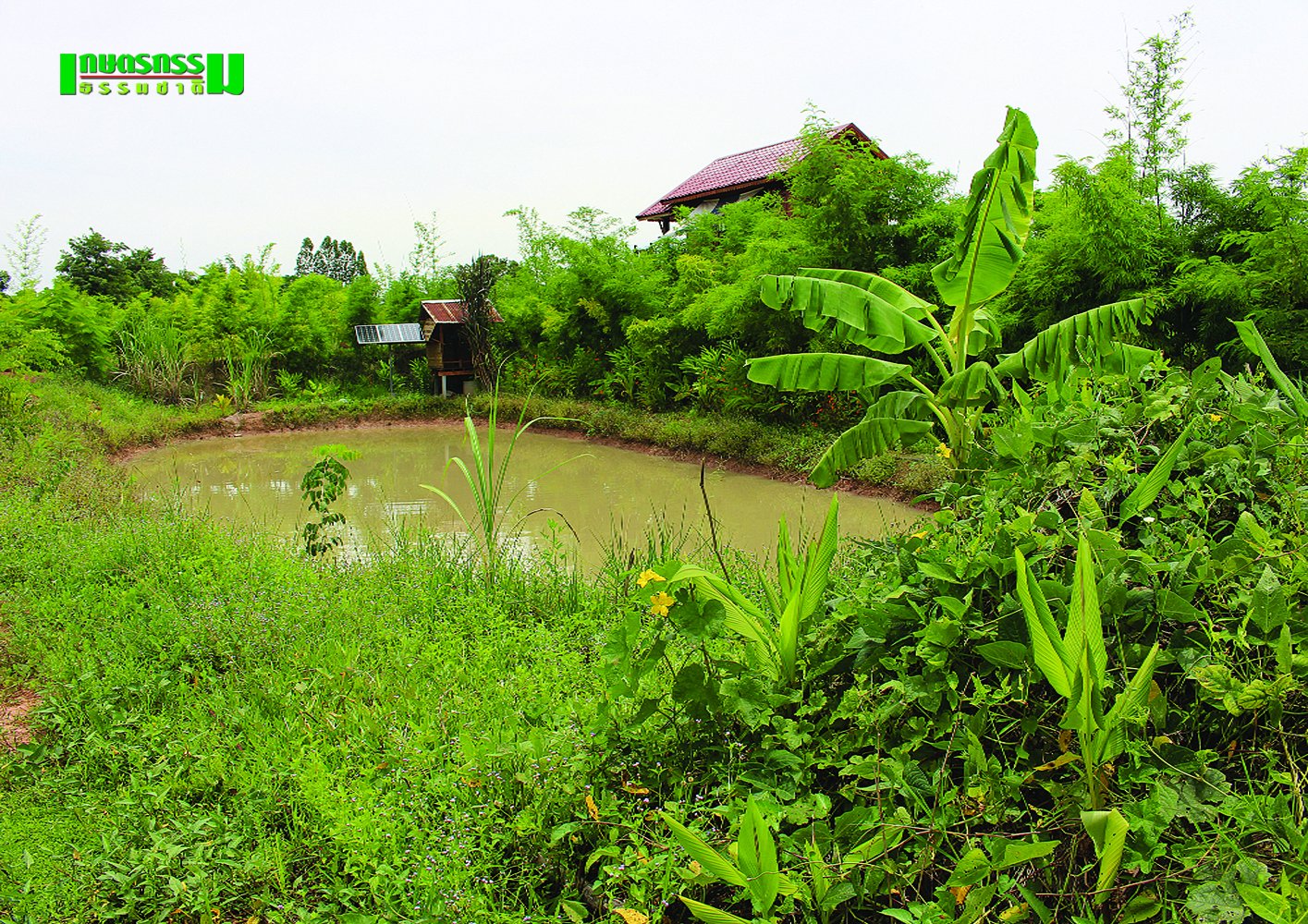 โคก หนอง นา โมเดล ศาสตร์การจัดการน้ำของพระราชา