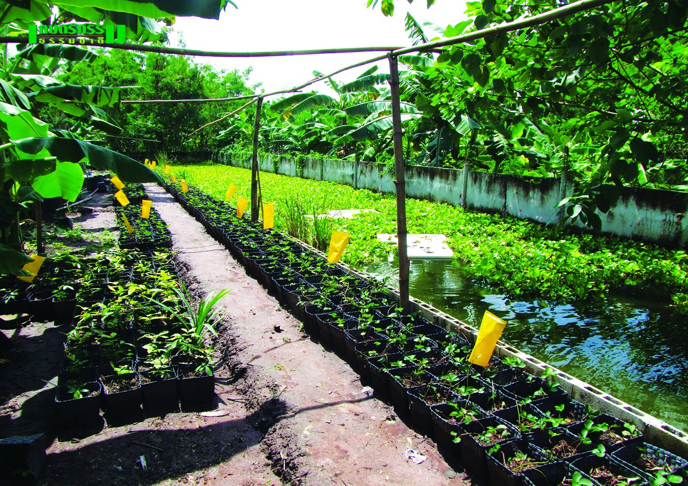 ไร่สุขพ่วง บ้านวิถีพอเพียง  ไร่สุขพ่วง บ้านวิถีพอเพียง