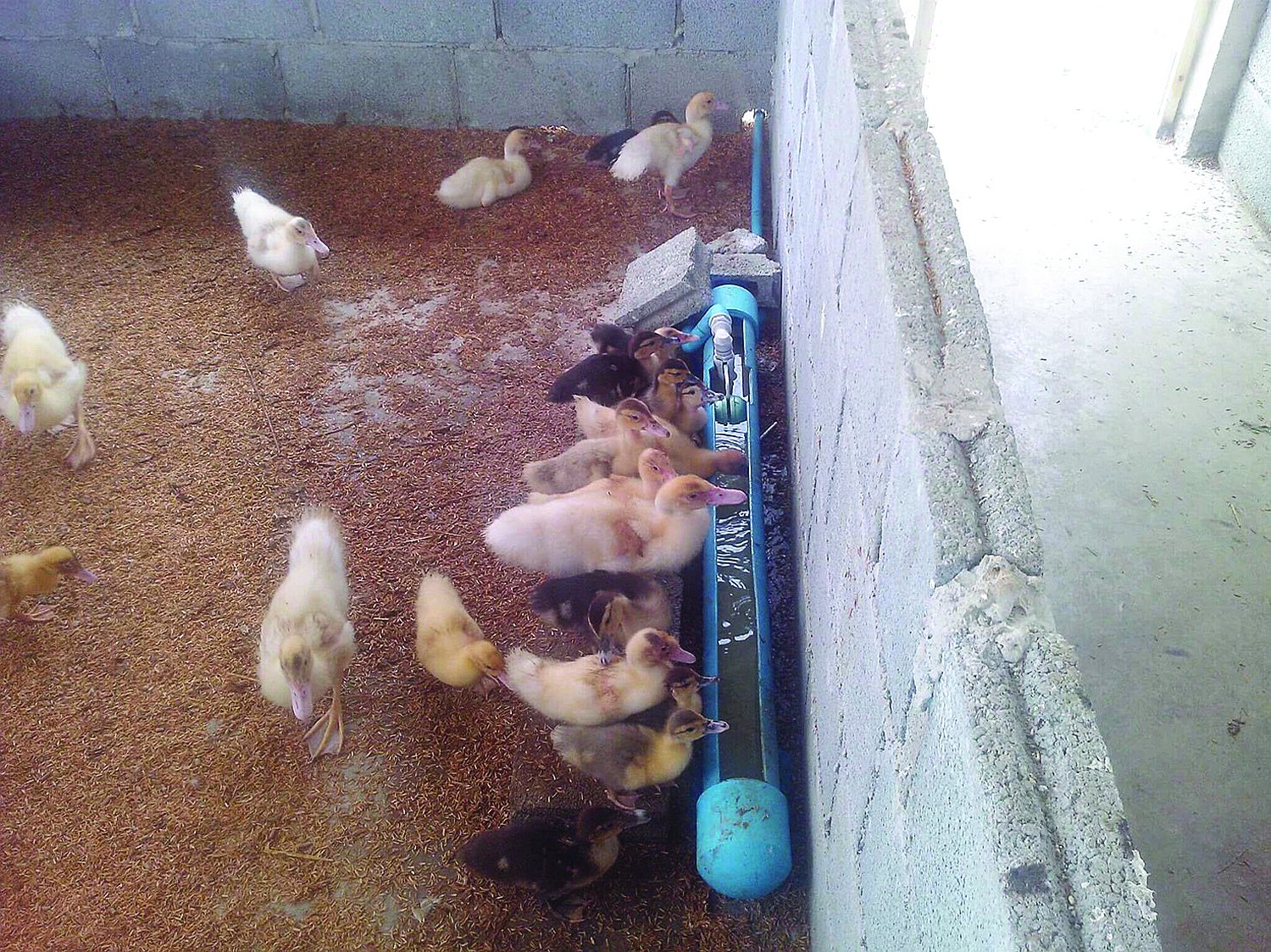 ระบบฟาร์มเลี้ยงเป็ดอัตโนมัติ เลี้ยงเป็ดโดยไม่ต้องมีบ่อน้ำ  ระบบฟาร์มเลี้ยงเป็ดอัตโนมัติ เลี้ยงเป็ดโดยไม่ต้องมีบ่อน้ำ