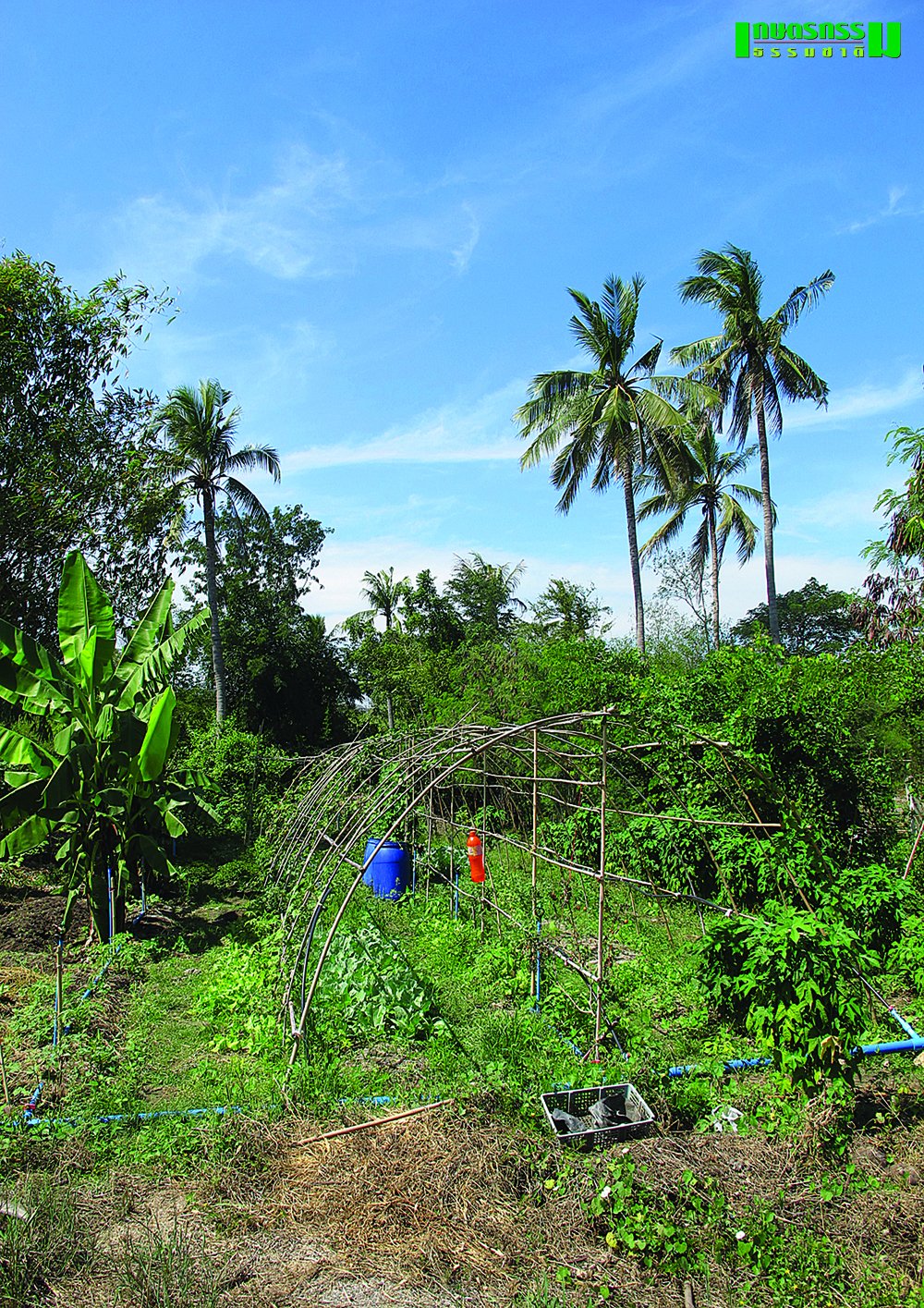 พักปลูกข้าว หันมาปลูกผักอินทรีย์หน้าแล้ง มีอาหาร สร้างรายได้ระหว่างรอหน้าฝน พักปลูกข้าว หันมาปลูกผักอินทรีย์หน้าแล้ง มีอาหาร สร้างรายได้ระหว่างรอหน้าฝน