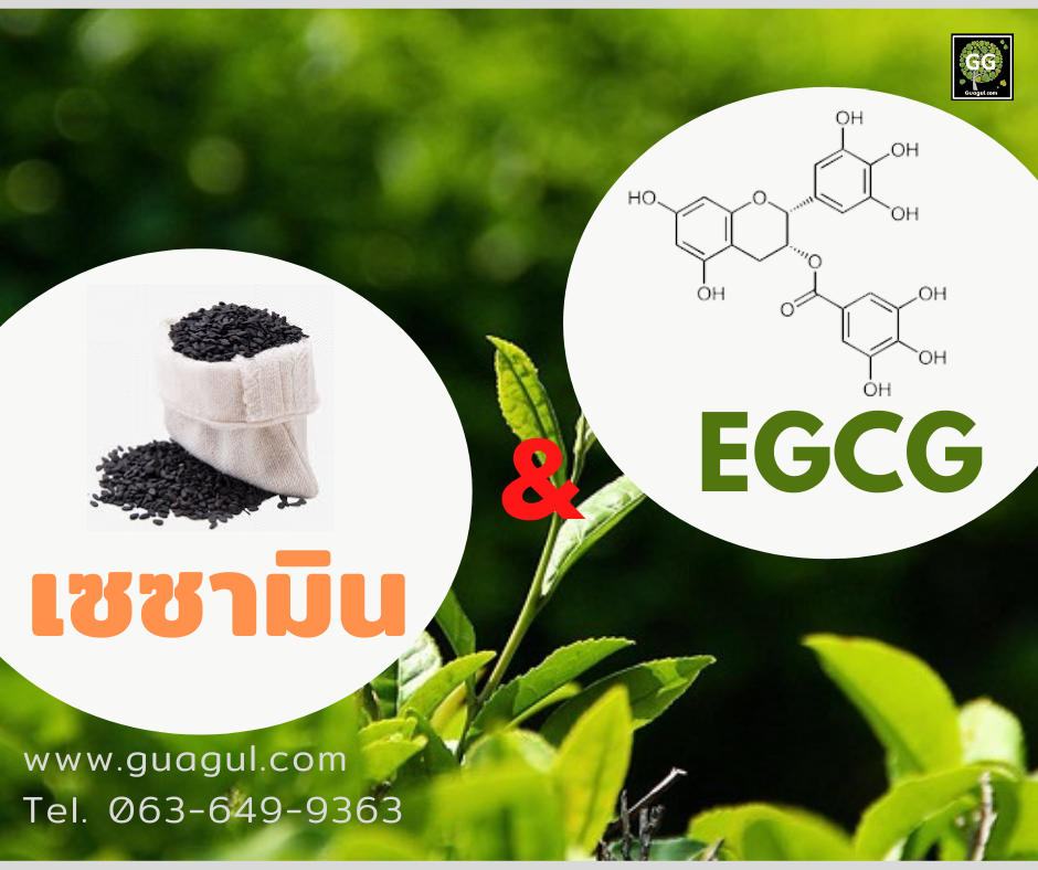 Sesamin & EGCG (เซซามิน & อีจีซีจี)
