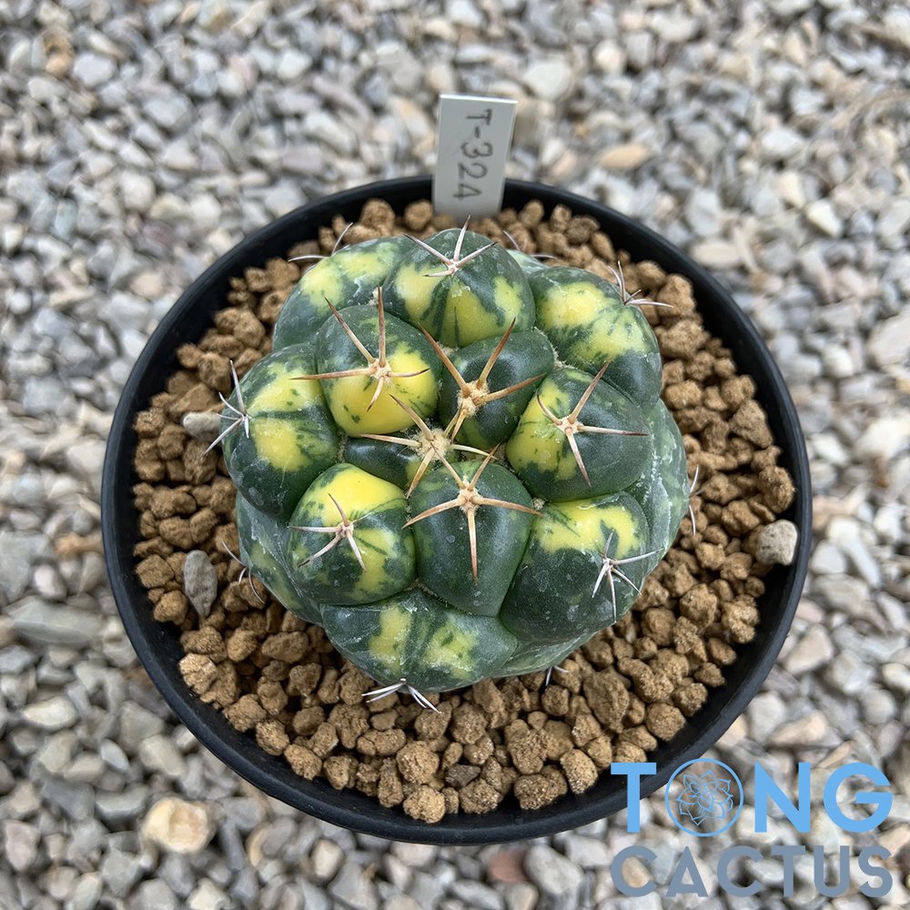 Coryphantha elephantidens variegated