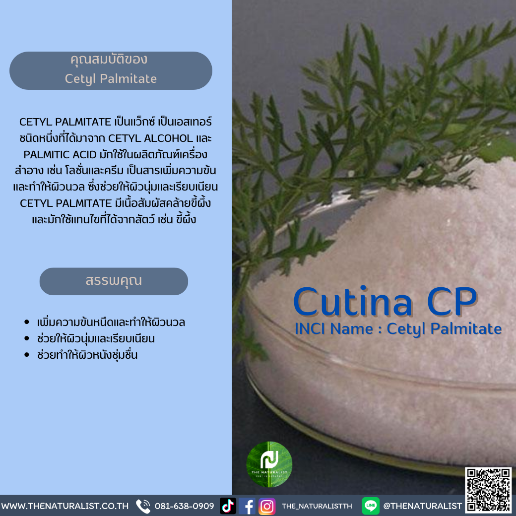 Cutina Cutina CP - thenaturalist