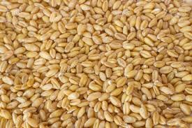 ็How good is Germinated GABA rice for brain? ็How good is Germinated GABA rice for brain?