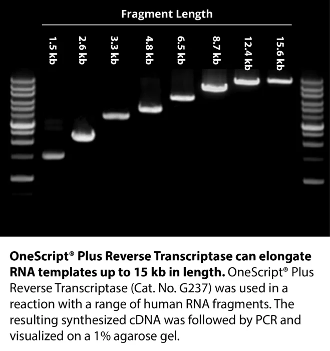 OneScriptPlus cDNA Synthesis Kit,100 x 20 ul reactions smartscience