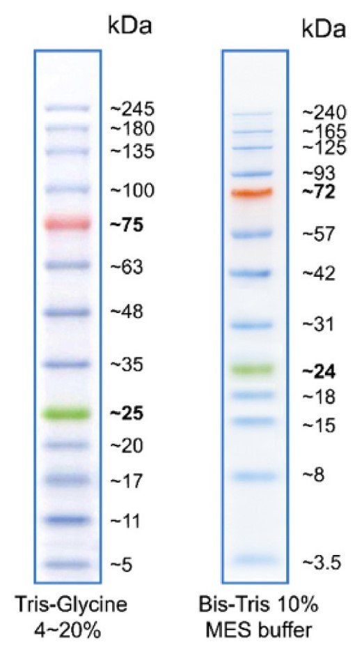BLUEstain™ 2 Protein ladder, 5245 kDa smartscience