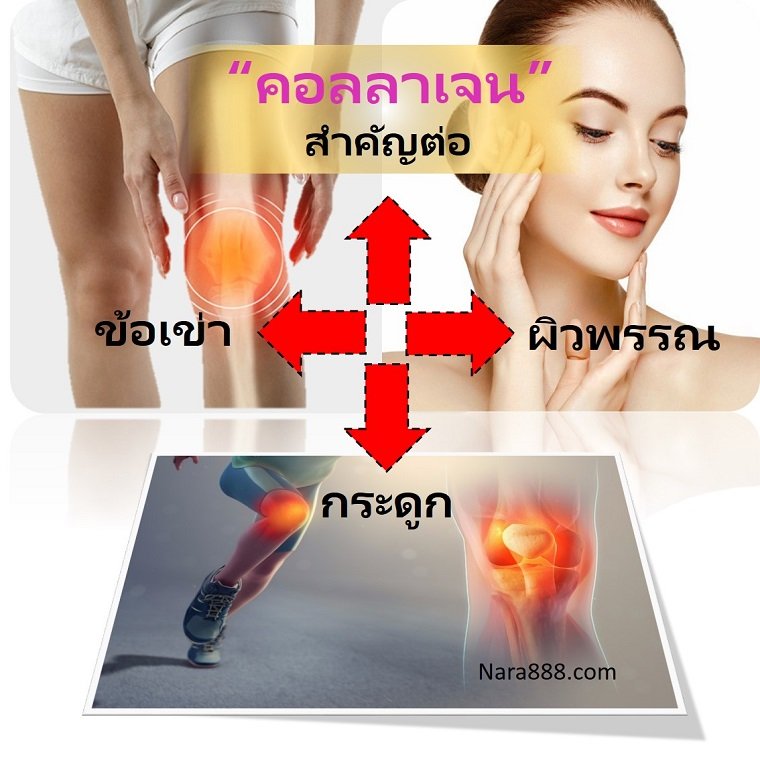 คอลลาเจน ข้อเข่า ข้อเสื่อม ผิวพรรณ กระดูก