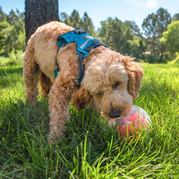 DOG RUMBLE PUZZLE - TOPSY TREAT BALL - Nina Ottosson Treat Puzzle