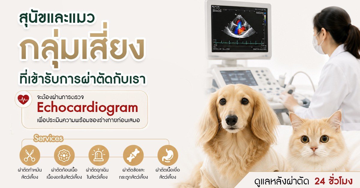 PetSurgery, ผ่าตัดสัตว์เลี้ยง, ศัลยกรรมสัตว์เลี้ยง, โรงพยาบาลสัตว์, Echocardiogram, ตรวจหัวใจสัตว์เลี้ยง, วางยาสลบสัตว์เลี้ยง, ผ่าตัดสุนัข, ผ่าตัดแมว, สัตวแพทย์, PetHealth, DogHealth, CatHealth, PetCare, ผ่าตัดฉุกเฉินสัตว์เลี้ยง, ผ่าตัดกระดูกสัตว์เลี้ยง, 