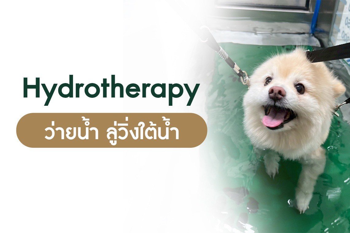 Hydrotherapy, ว่ายน้ำสุนัข, ลู่วิ่งใต้น้ำ, กายภาพสัตว์เลี้ยง, ฟื้นฟูสัตว์เลี้ยง, ธาราบำบัดสัตว์เลี้ยง, ฟื้นฟูสุนัขหลังผ่าตัด, ฟื้นฟูแมวหลังผ่าตัด, กายภาพสุนัข, กายภาพแมว, ลู่วิ่งใต้น้ำสุนัข, ฟื้นฟูการเดินสัตว์เลี้ยง, รักษาข้อเสื่อมสุนัข, หมอนรองกระดูกทับเ Hydrotherapy, ว่ายน้ำสุนัข, ลู่วิ่งใต้น้ำ, กายภาพสัตว์เลี้ยง, ฟื้นฟูสัตว์เลี้ยง, ธาราบำบัดสัตว์เลี้ยง, ฟื้นฟูสุนัขหลังผ่าตัด, ฟื้นฟูแมวหลังผ่าตัด, กายภาพสุนัข, กายภาพแมว, ลู่วิ่งใต้น้ำสุนัข, ฟื้นฟูการเดินสัตว์เลี้ยง, รักษาข้อเสื่อมสุนัข, หมอนรองกระดูกทับเ