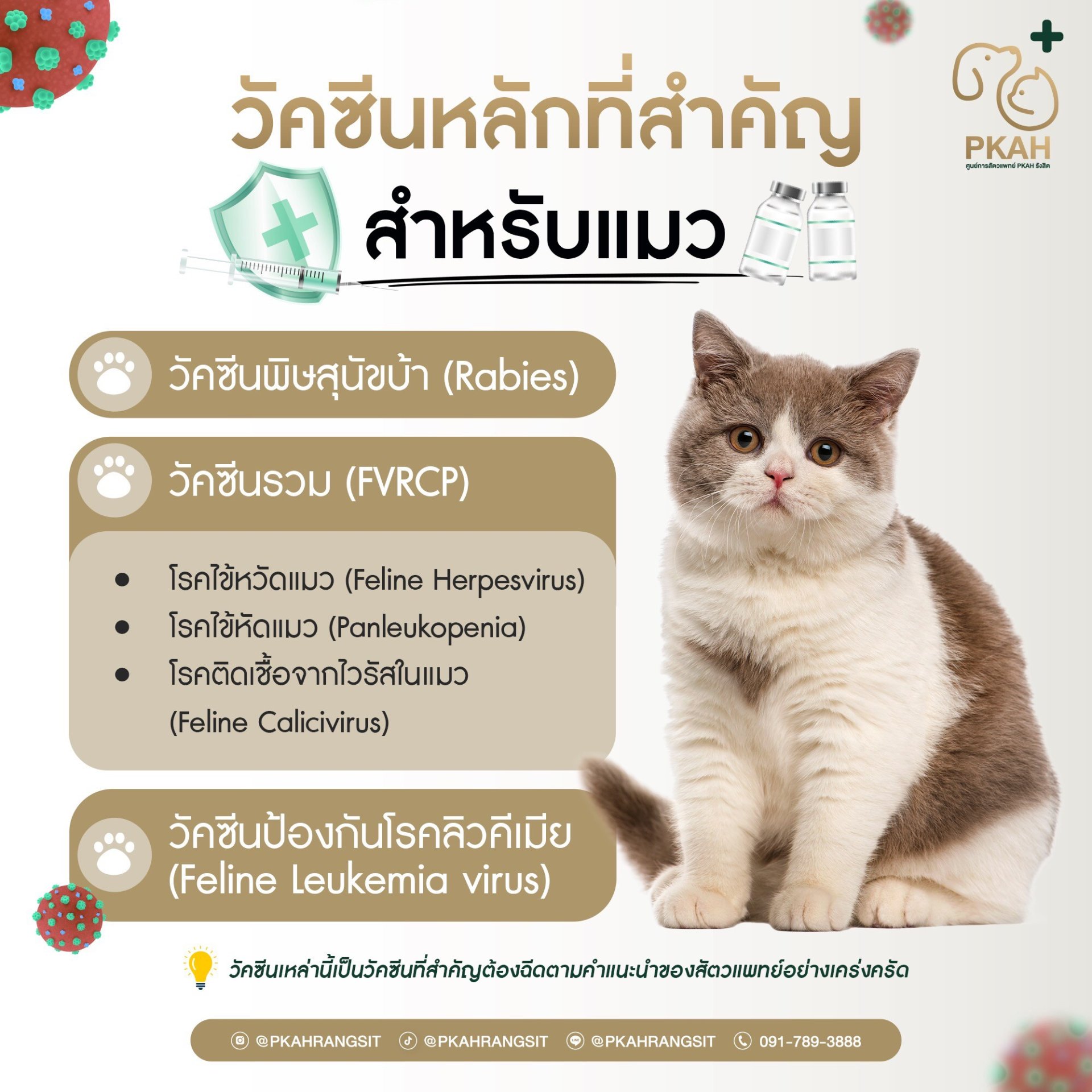 วัคซีนแมว