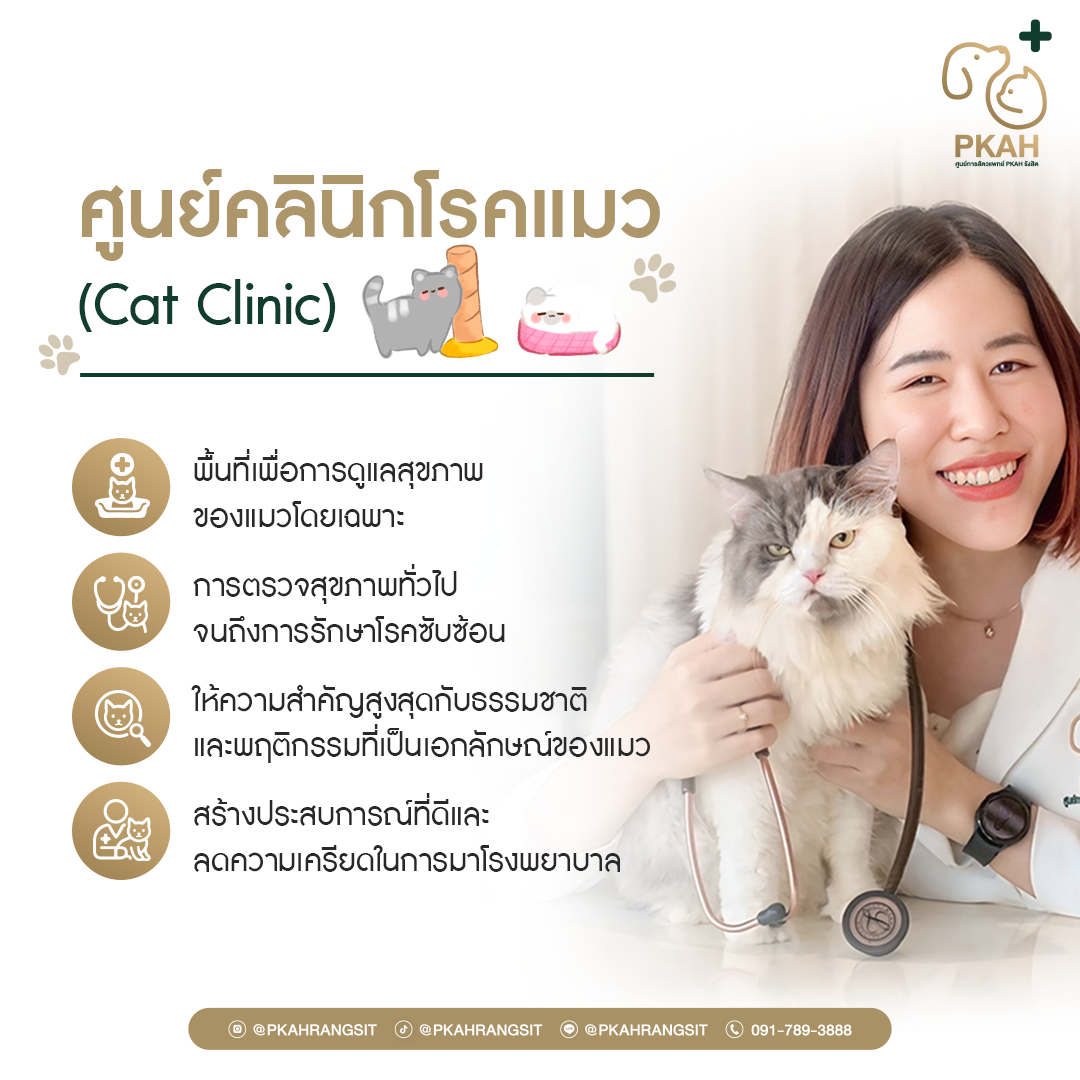 คลินิกแมว ศูนย์วิชาการทางสัตวแพทย์ PKAH