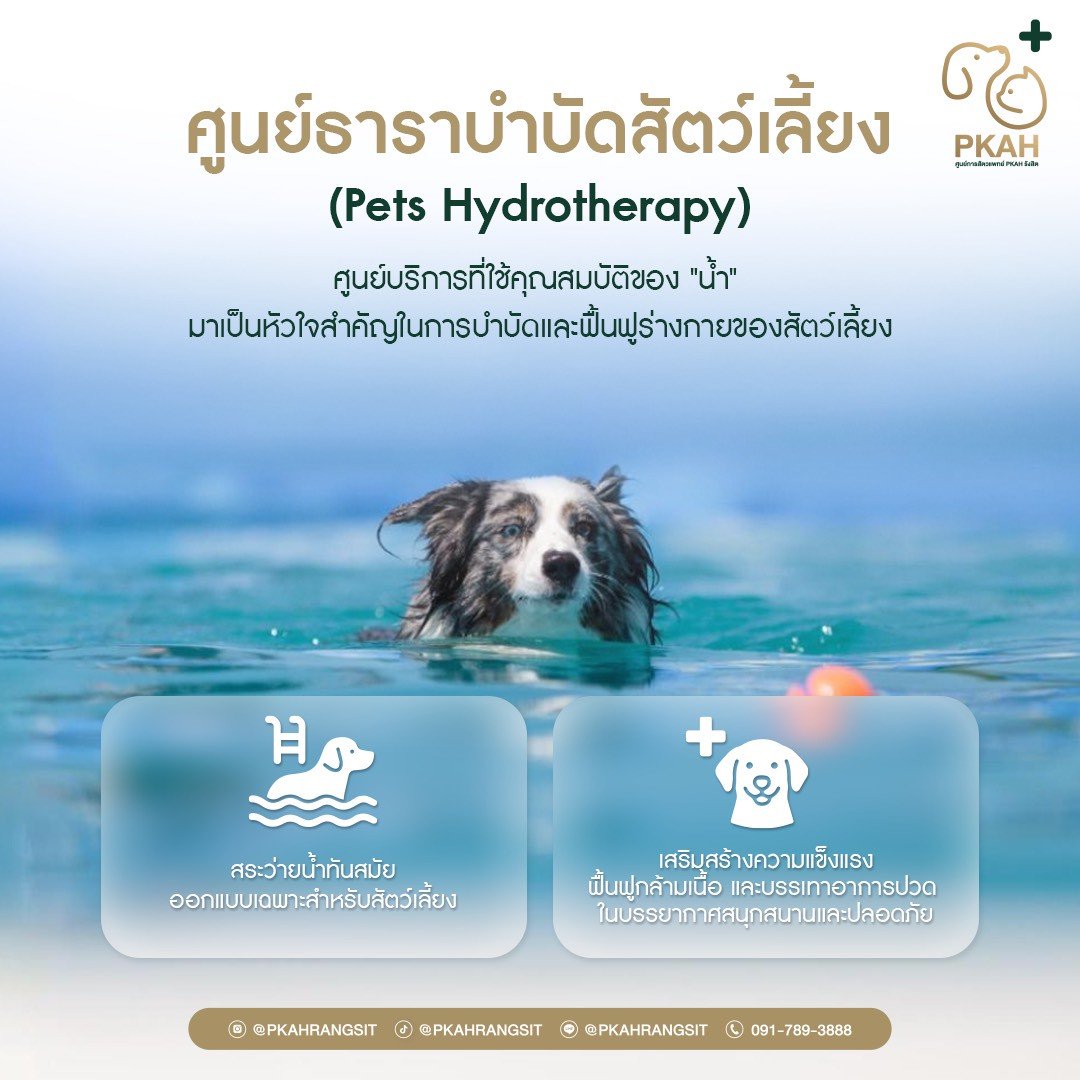 ธาราบำบัดสุนัขแมว