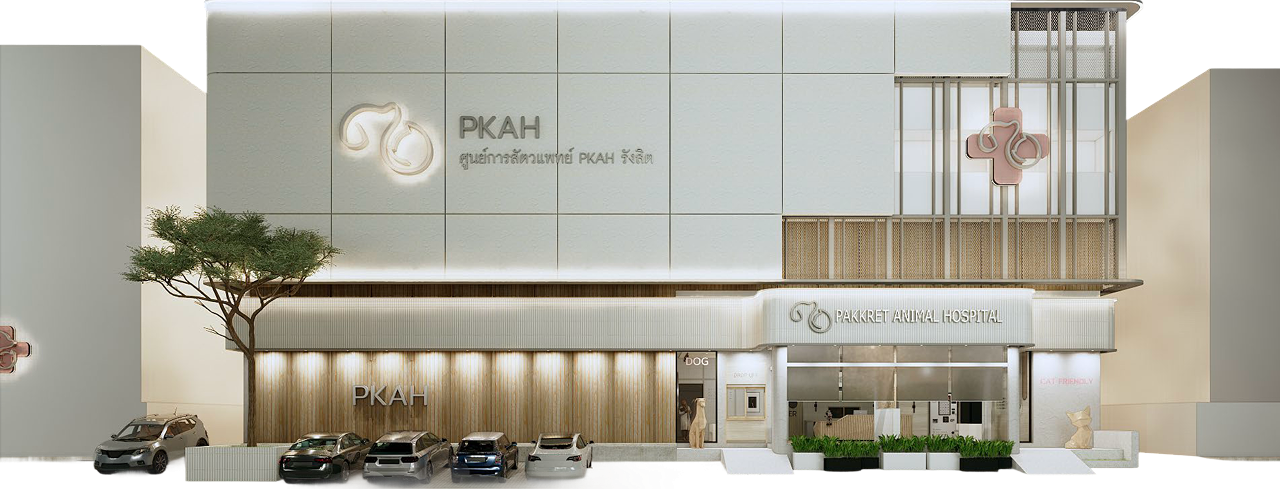  PKAHRANGSIT, ผู้นำด้านการสัตวแพทย์แบบครบวงจร, PKAH, โรงพยาบาลสัตว์, สัตว์เลี้ยง, ศูนย์การสัตวแพทย์, สุนัขแสนรู้, สุนัข, สุนัขตัวโปรด, แมวน่ารัก, แมวส้ม, แมวอ้วน, แมวเปอร์เซีย, แมวตลก