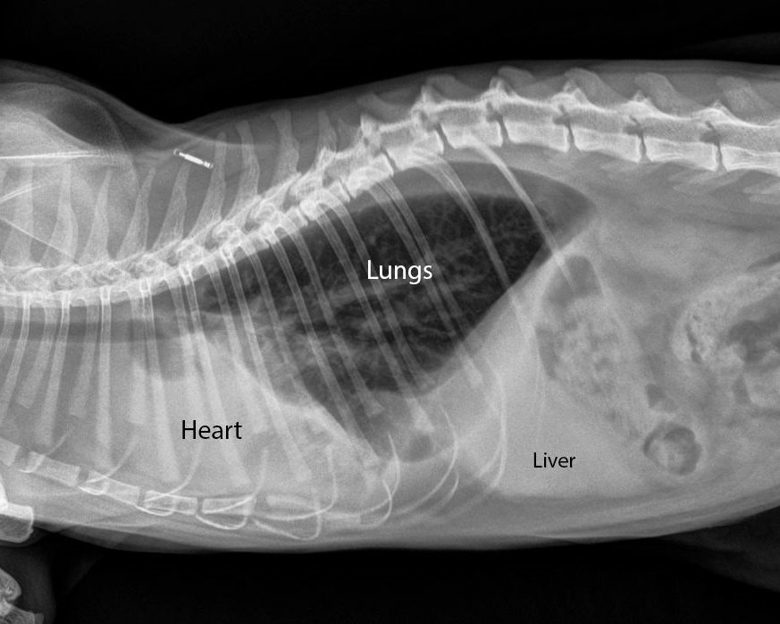 xray dog cat PKAH รังสิต ประทุมธานี
