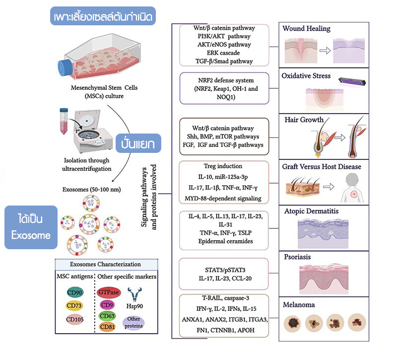 Exosome