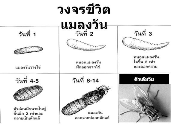 วงจรชีวิตแมลงวัน