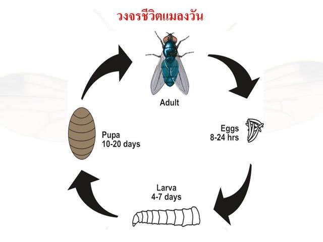 ภาพแสดง วงจรชีวิตแมลงวัน ดักแด้