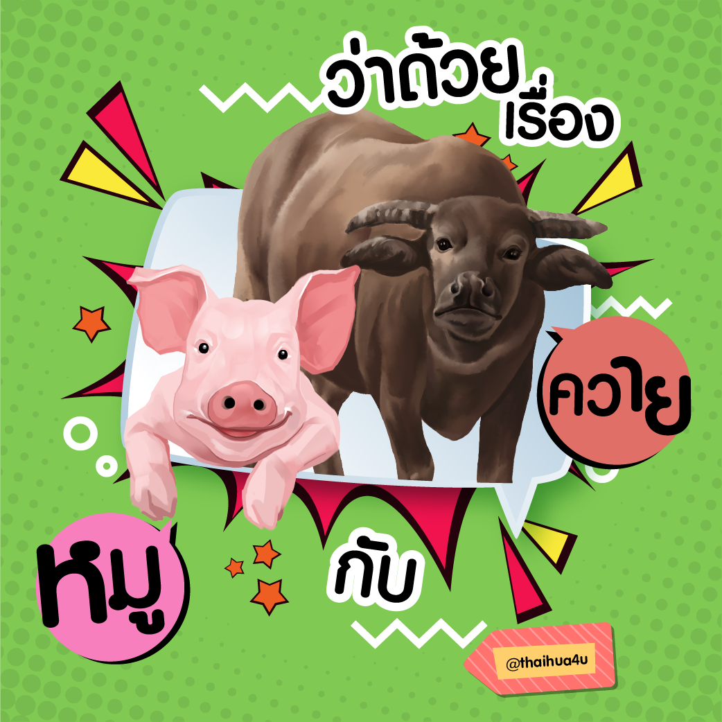 ว่าด้วยเรื่องหมูและควาย  ว่าด้วยเรื่องหมูและควาย