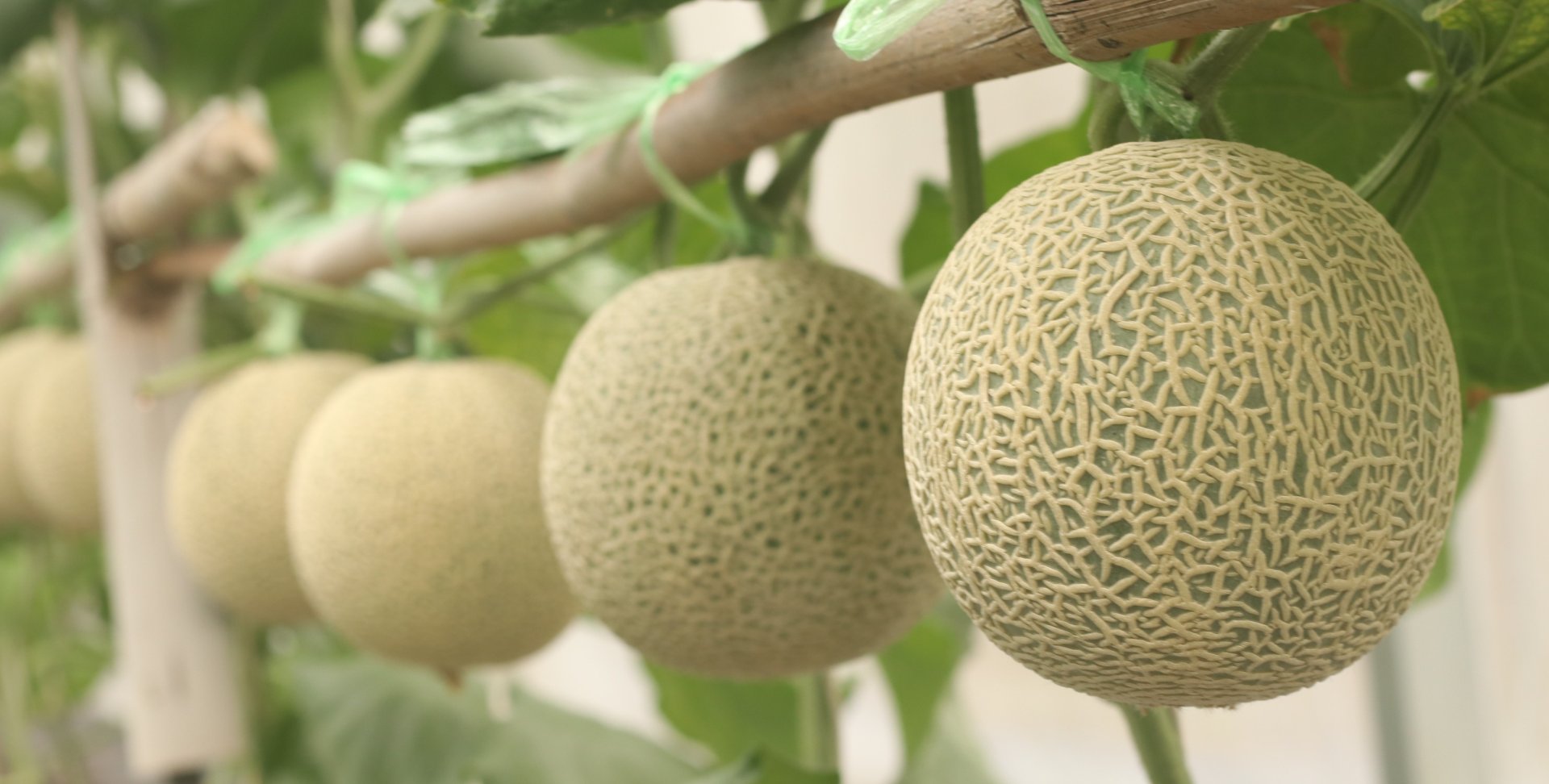 เมล่อน (Melon) วิธีการปลูกเมล่อน เมล่อน (Melon) วิธีการปลูกเมล่อน