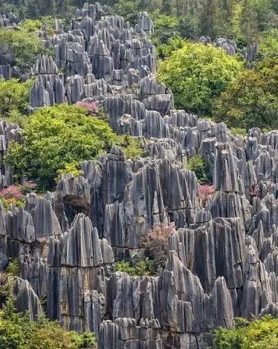 Stone Forest Kunming private day tour