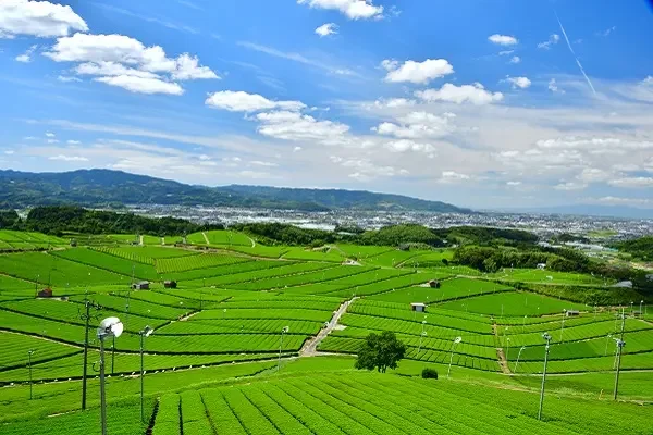 Yame Central Tea Garden in Fukuoka