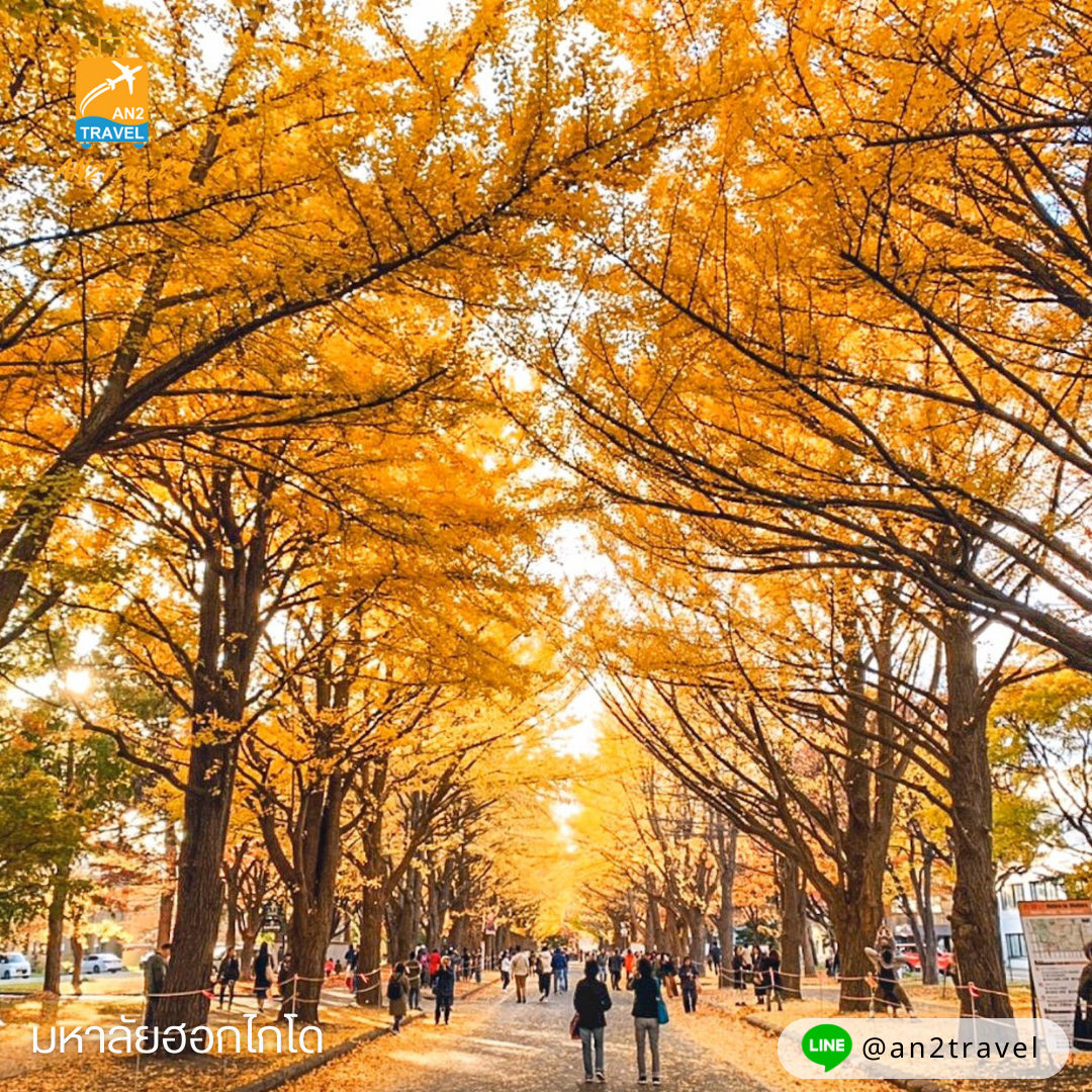 Hokkaido University Ginkgo Avenue