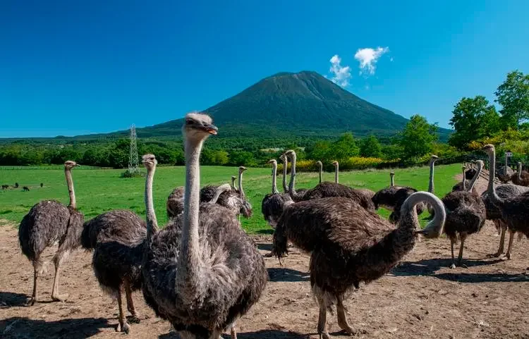 Niseko Ostrich Farm