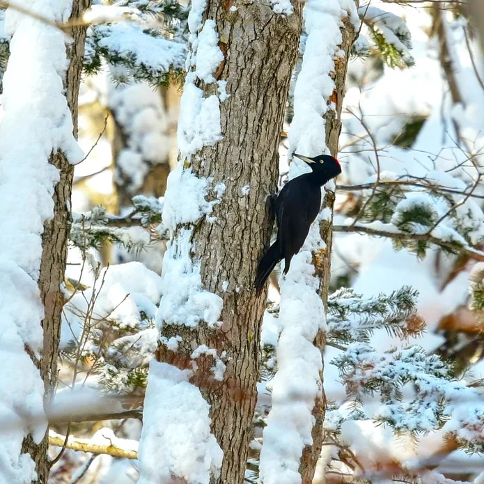 เดิน Snowshoe บนเนินหิมะที่นากานูมะ