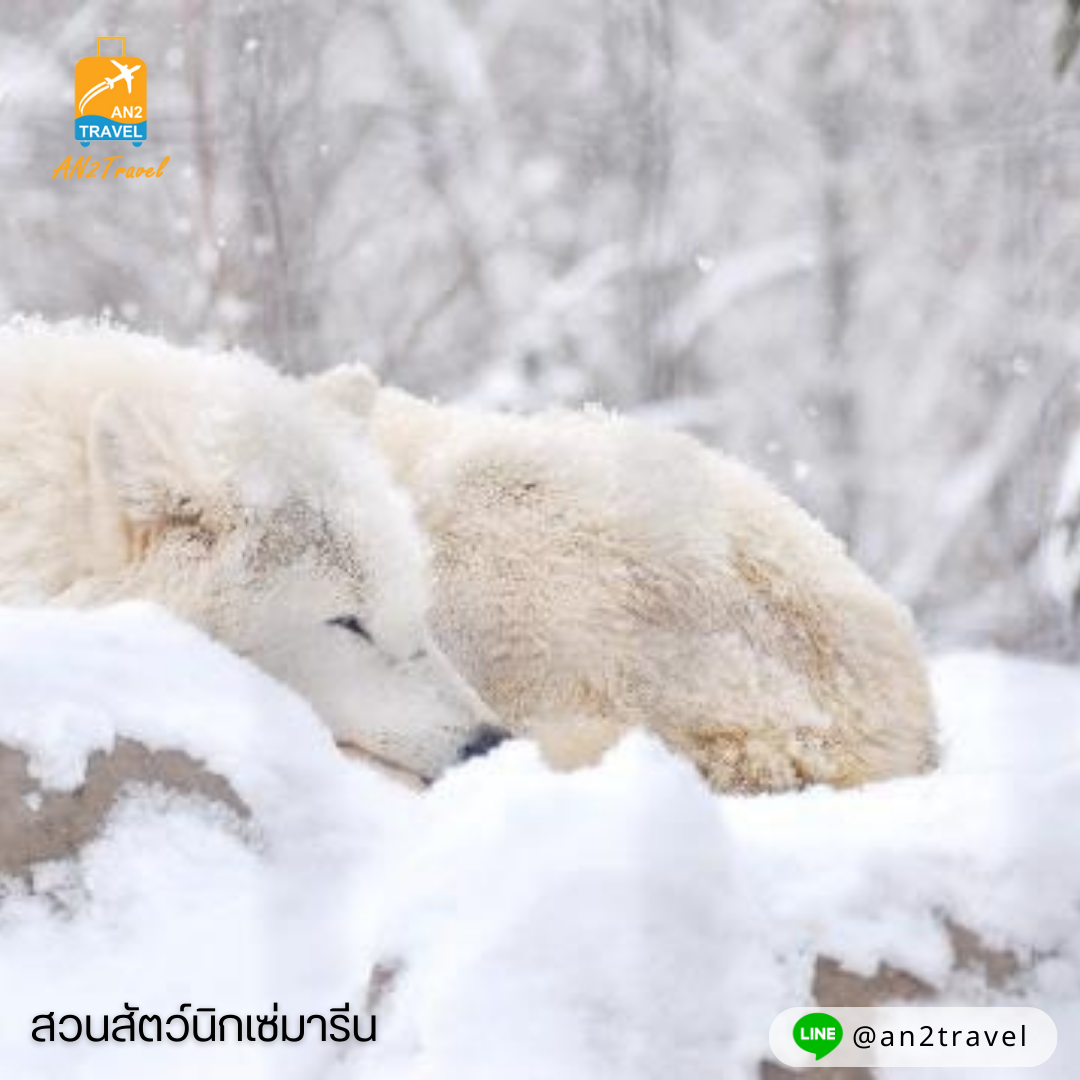 เที่ยวสวนสัตว์อาซาฮิยามะในฮอกไกโด