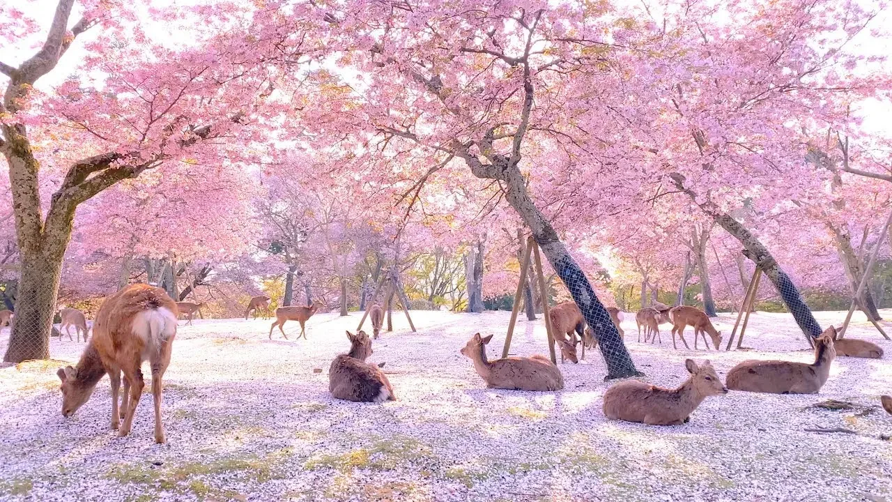 Deer at Nara Park