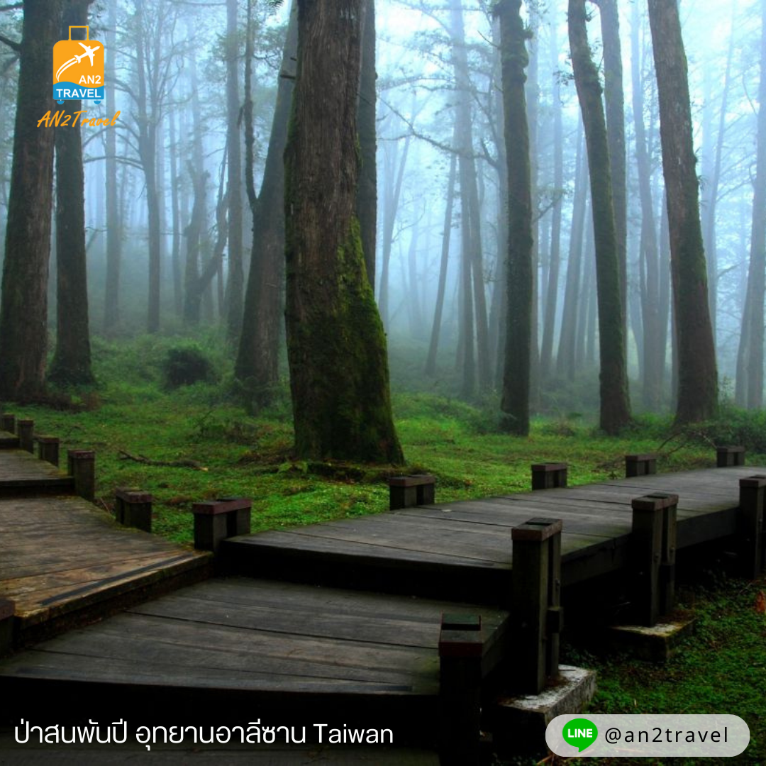 เส้นทางป่าสนพันปี อาลีซาน