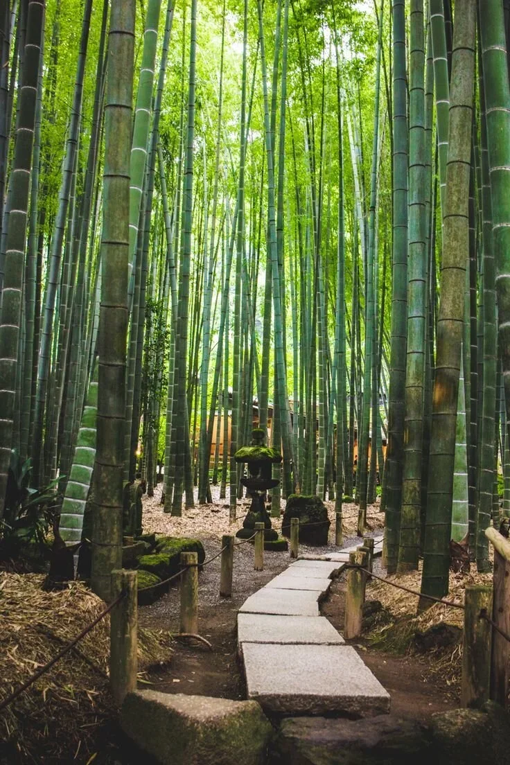 Hokokuji bamboo grove Kamakura