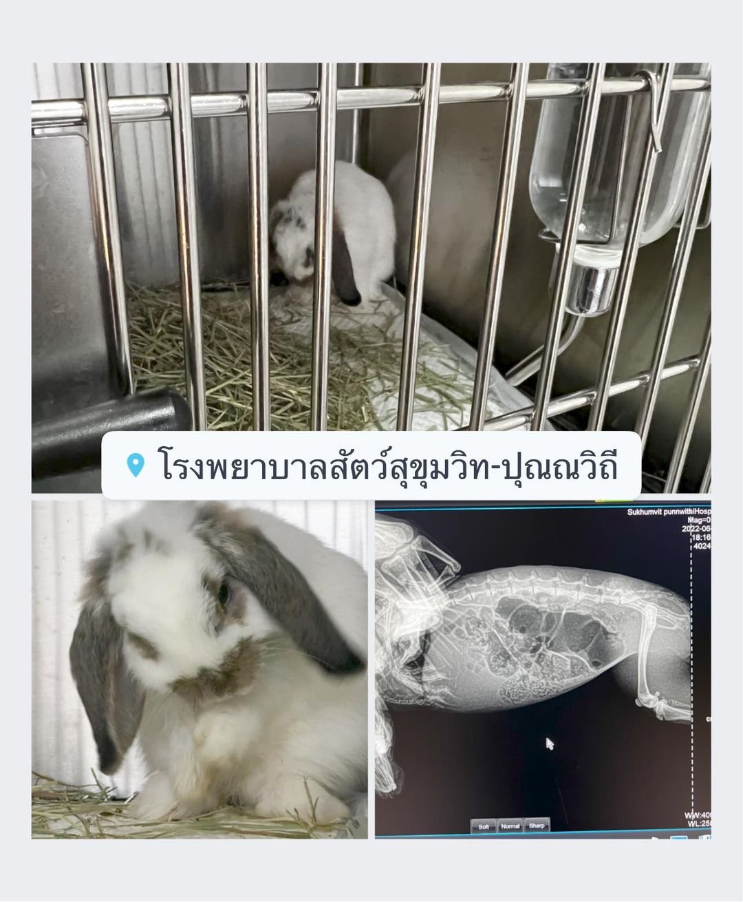 น้องกระต่ายท้องอืด  น้องกระต่ายท้องอืด