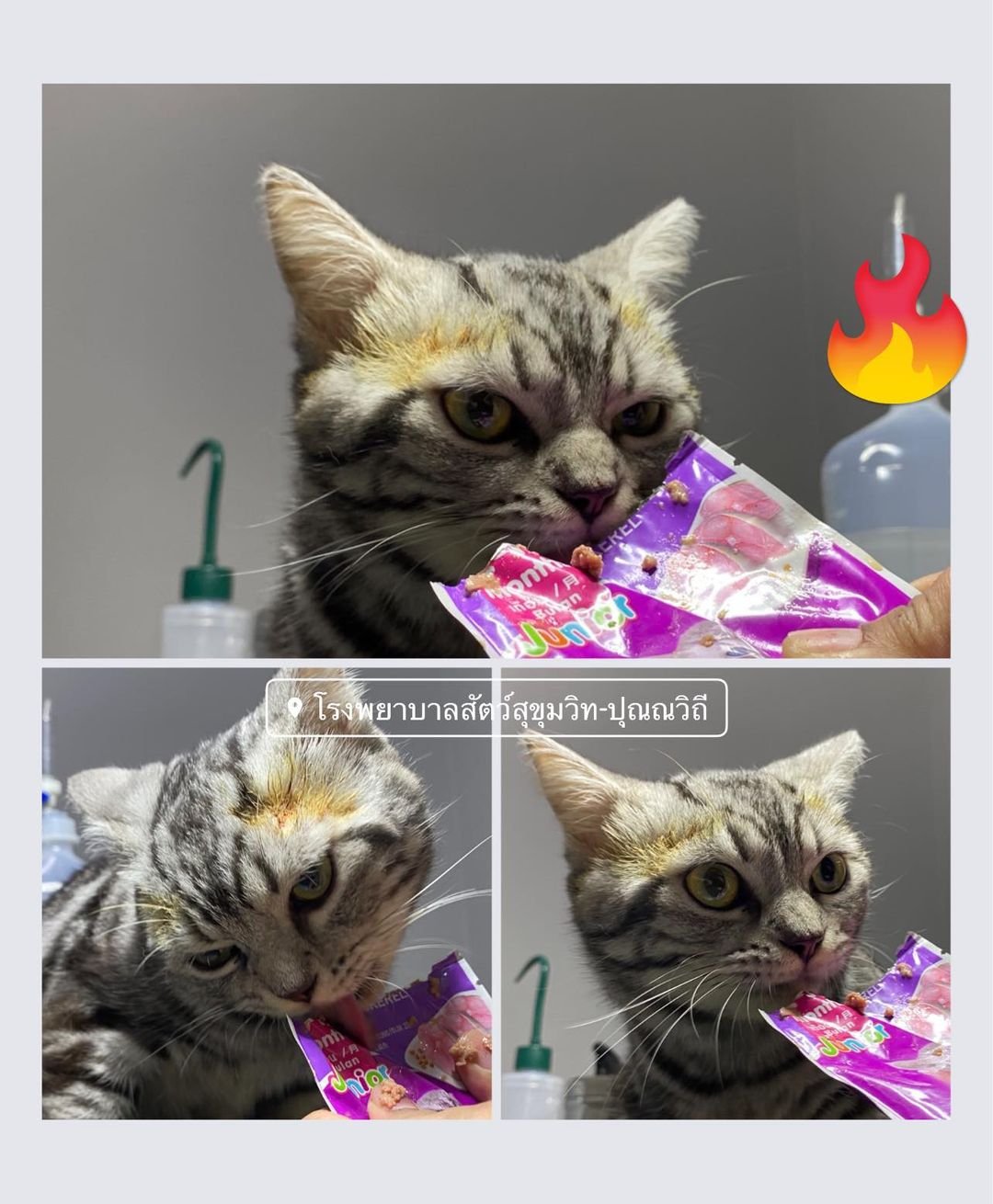 น้องแมวเข้ามาทำอผล น้องแมวเข้ามาทำอผล