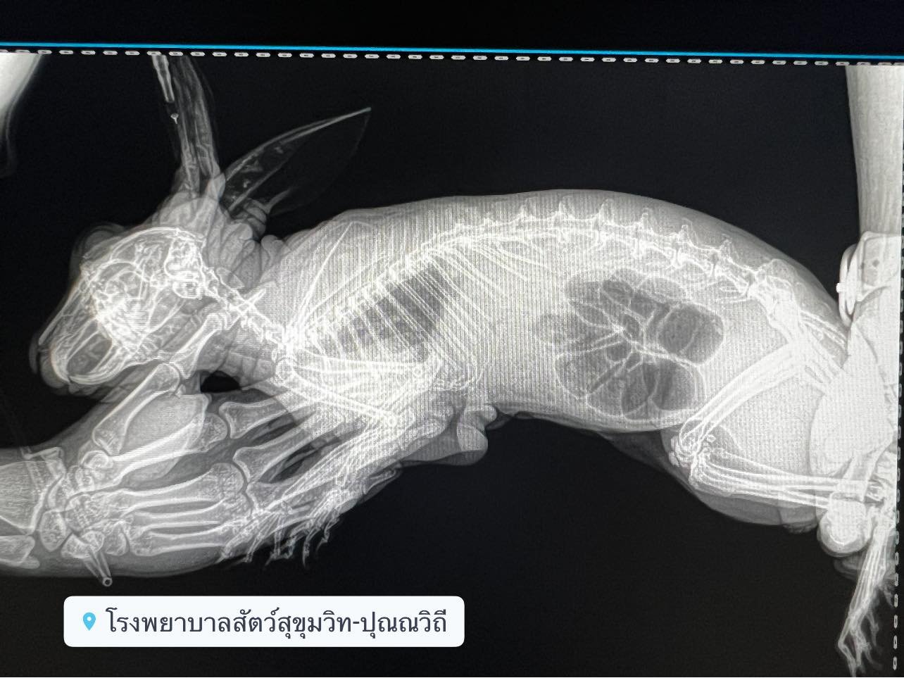 กระต่ายท้องอืด