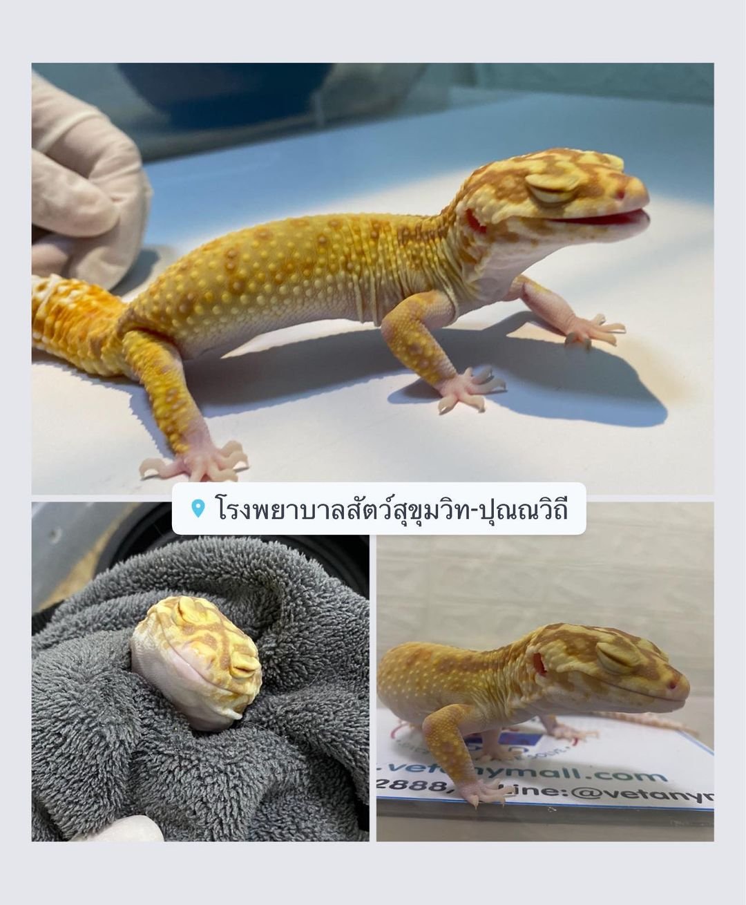  leopard gecko ไม่สบาย